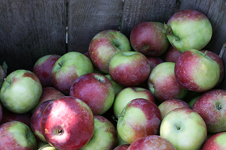 Сорт ябълка Macintosh (Mekintosh)