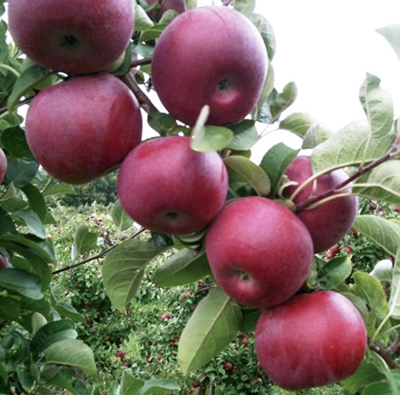 Сорт ябълка Macintosh (Mekintosh)