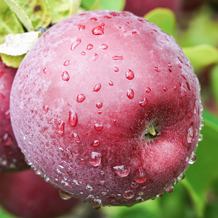 Сорт ябълка Macintosh (Mekintosh)