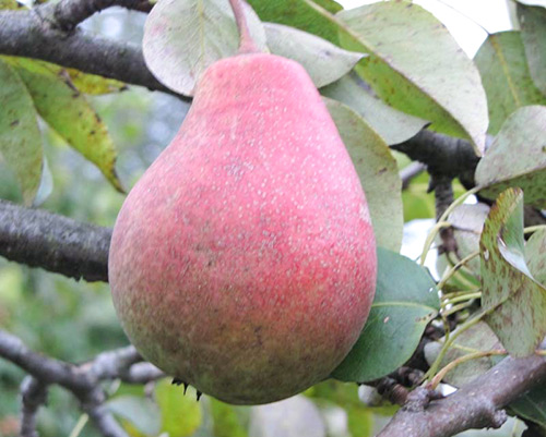 Körte fajta Bergamot Moszkva