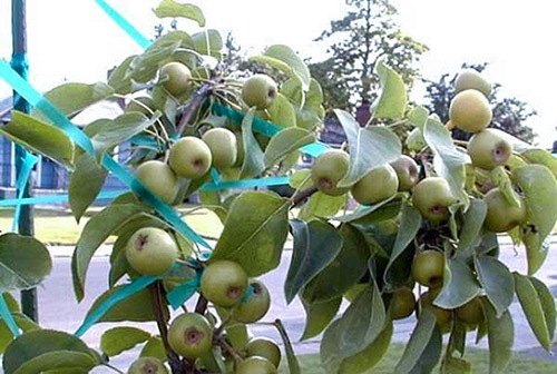 Körte fajta Bergamot Moszkva