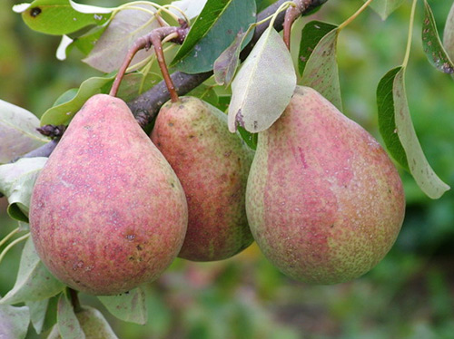 Körte fajta Bergamot Moszkva