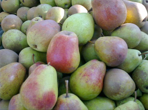 Сорт круша Горска красота