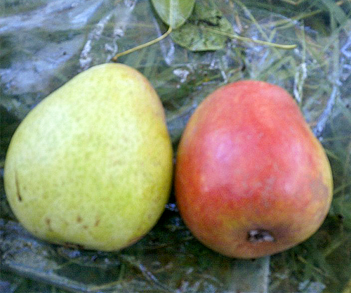 Сорт круша Горска красота