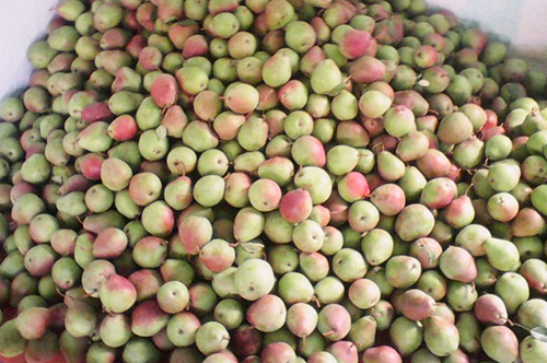 Сорт круша Горска красота