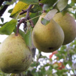 Körtefajta Moskvichka