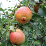 Крушов сорт Красулия