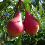 Körte fajta Elegant Efimova