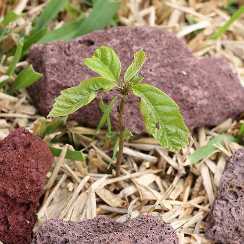 Засаждане на дъб