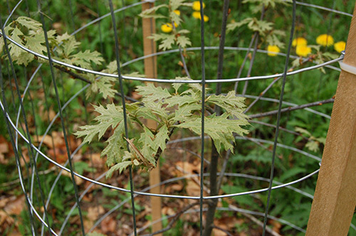 Засаждане на дъб