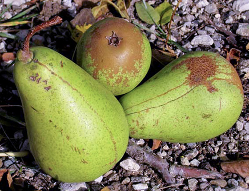 Körte fajta Cure (Williams téli)