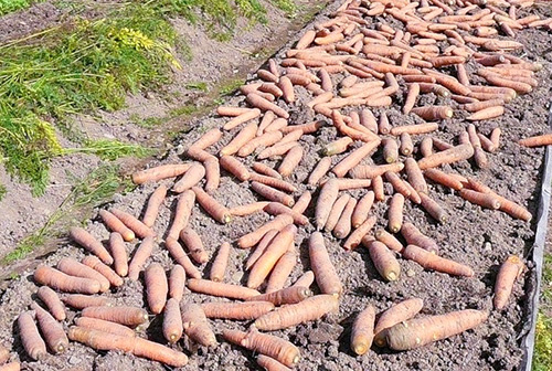 Samsona burkānu šķirne