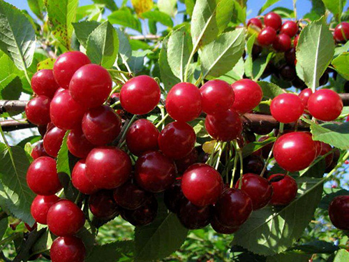 Черешов сорт Любская