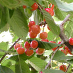 Körsbärssort Bryanskaya rosa