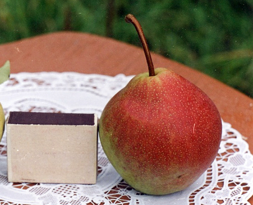 Päronsort Otradnenskaya