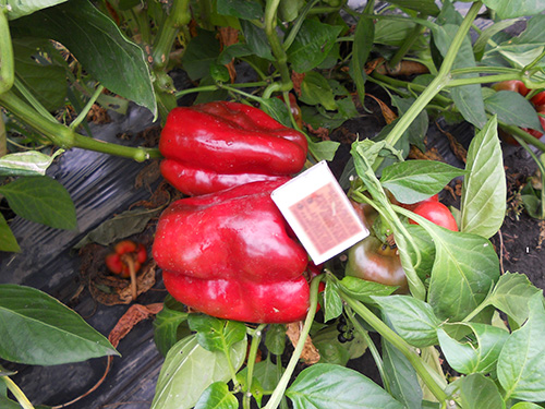 Claudio paprikafajta (F1)