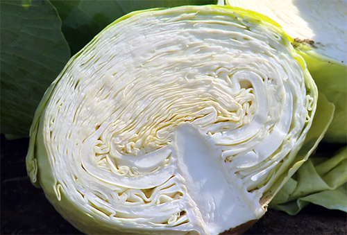 Variedad de repollo Agresor