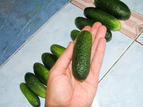 Odmiana ogórka Adam