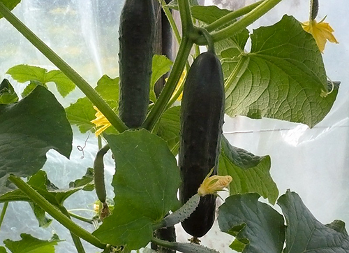 Краставица сорт Емеля