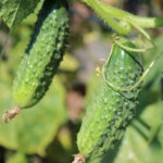 Zyatek (F1) uborkafajta