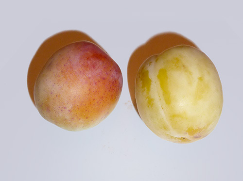 Слива сорт Сутрин