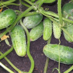 Uborkafajta Igaz barátok (F1)