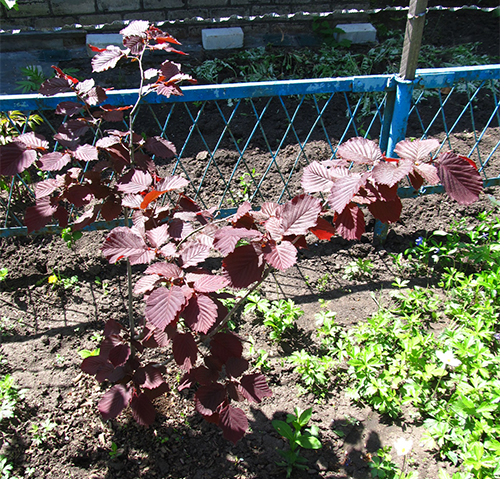 Varietat d'avellana Sirena