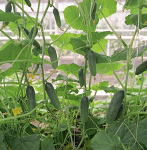 แตงกวาหลากหลายอเล็กซ์