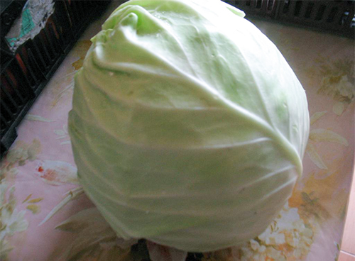 Јунска сорта купуса