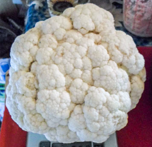 Odroda kapusty Koza Dereza