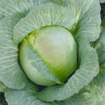 Сорт зеле Харков зима