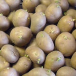 Сорт картофи Скарб