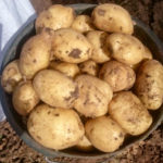 มันฝรั่งริเวียร่าหลากหลาย