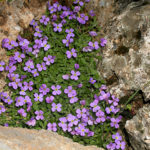 Aubrieta: засаждане и грижи