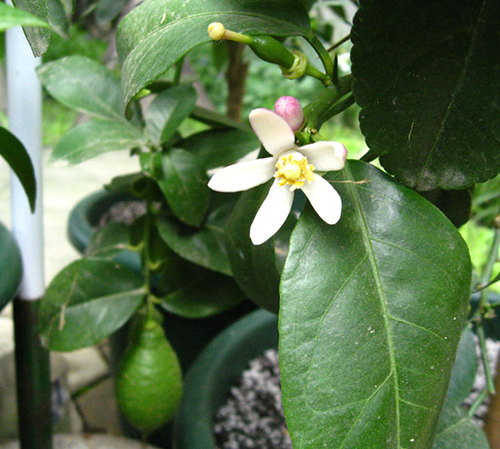 Iba't ibang Lunario lemon