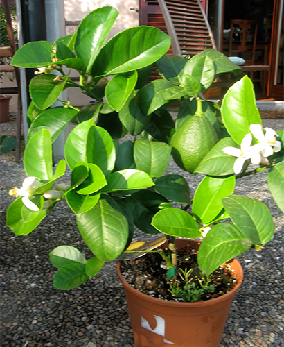 Iba't ibang Lunario lemon