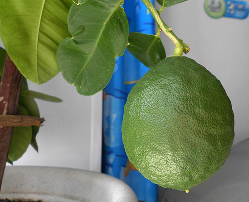 Citroenvariëteit Panderoza