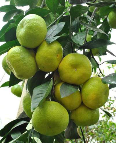 Сорт мандарина Ковано Уашо