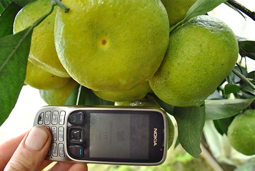 Сорт мандарина Ковано Уашо