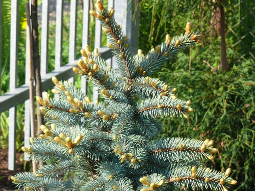 Колорадски смърч Белобок