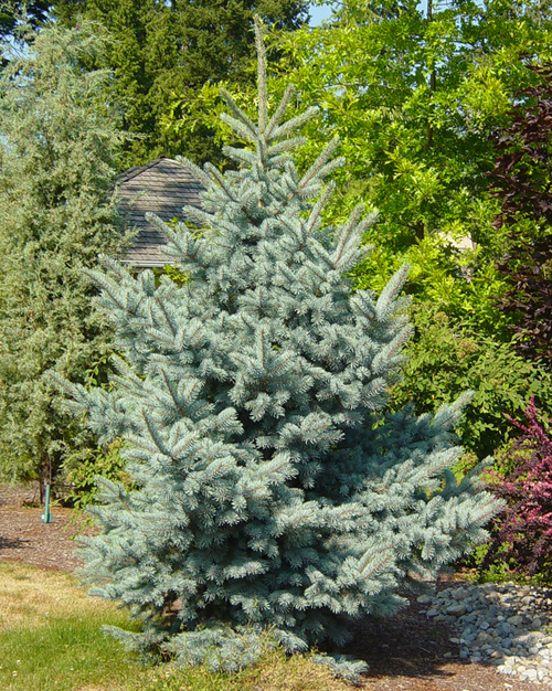 Смърчов бодлив огън