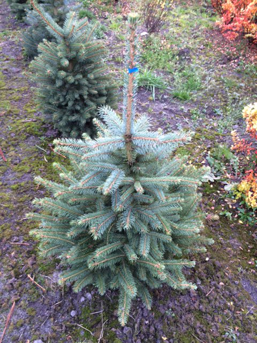 Смърч бодлив мъглив син