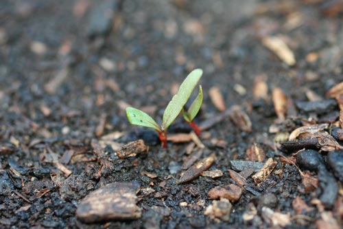 Характеристики на засаждане на семена от цвекло на открито