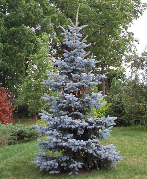 Колорадски смърч Hoopsie