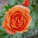 Rózsa cseresznyepálinka