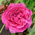 Роуз Уилям Шекспир