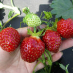 Сорт ягода Кама