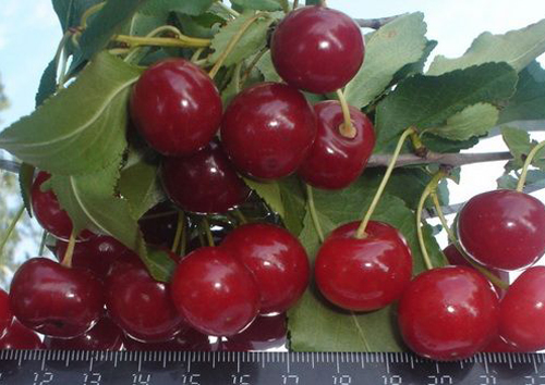 Сорт череша Урал Рубин