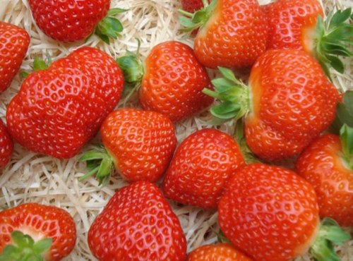 Odroda jahodová salsa