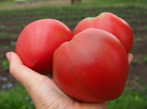 Odroda paradajok Hovädzie srdce